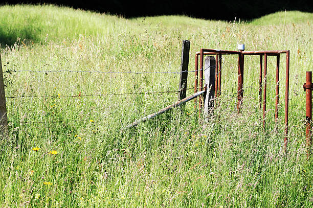 Scenery, nature, green filed, big field, grassfield, iron gate, plants, lock, iron gate lock, rusty, dusty, gray, old, red, metal, metalic, birght, light, clear, green, sunny, dark, gloomy, morbid, free, melancholic, wide field, meadow, hayfield, grassland, open, grid, high grass, 