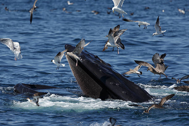 istock Humpback Whale in Provincetown MA 592409676