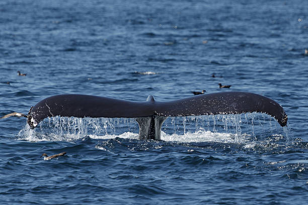 istock Humpback Whale in Provincetown MA 592641852