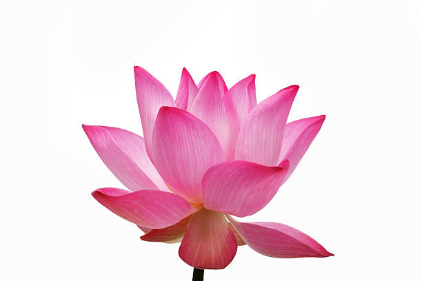 istock lotus flower isolated on white background. 592642194