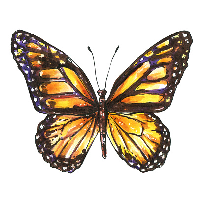 Butterfly, Monarch, Milkweed, Wanderer, Danaus plexippus. Watercolor butterfly