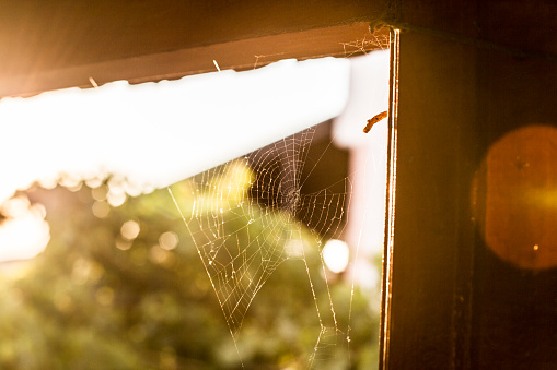 Close up of large golden orb spider in web, in Australian bushland. Photographed in central Queensland, Australia.