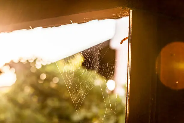 Photo of spider web