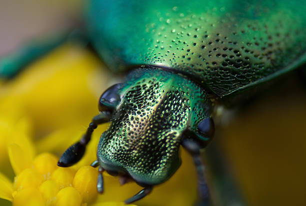 istock cetonia aurata on a flower 592645312