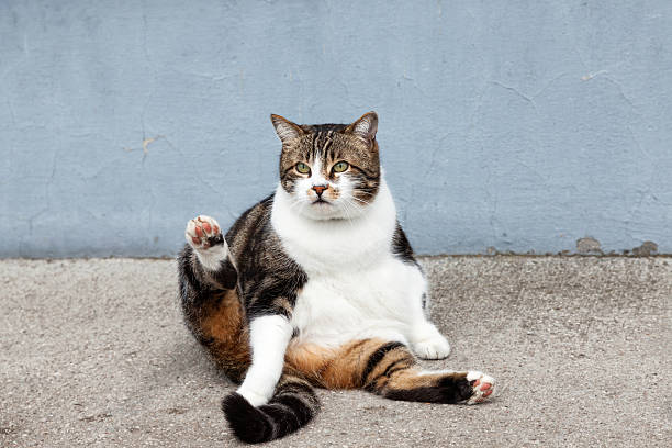 fat street cat fat street cat sitting at house wall chubby cat stock pictures, royalty-free photos & images