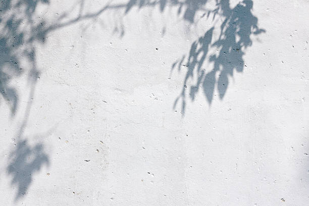 istock the shadow of the leaves on a white wall 592646186