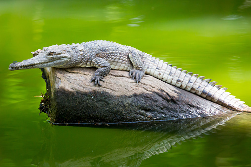 Very large Alligator, Crocodile Isolated against a White Background