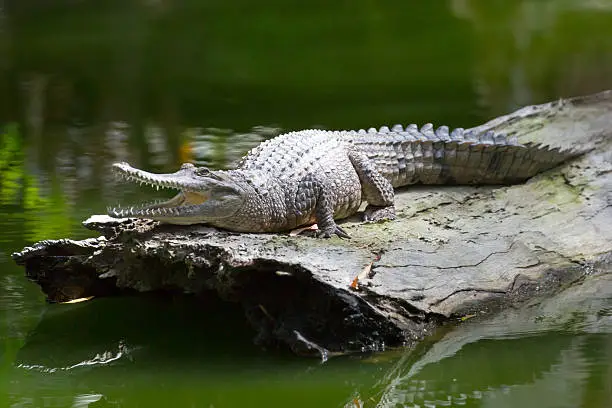 Photo of Queensland Crocodile