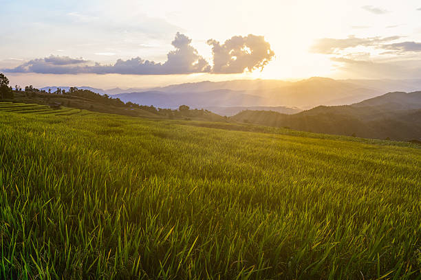 Terraced rice field with mountain background. stock photo