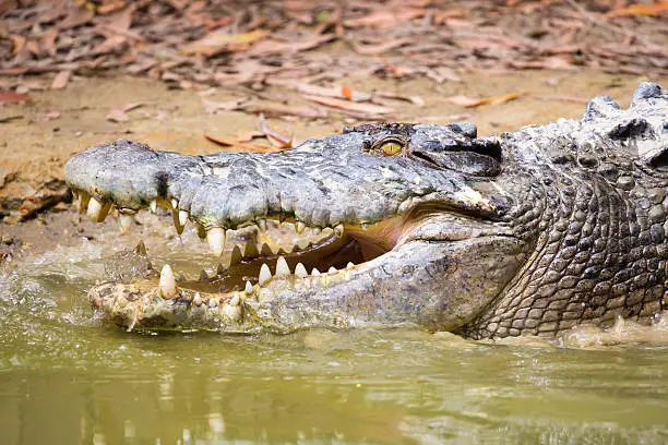 Photo of Queensland Crocodile