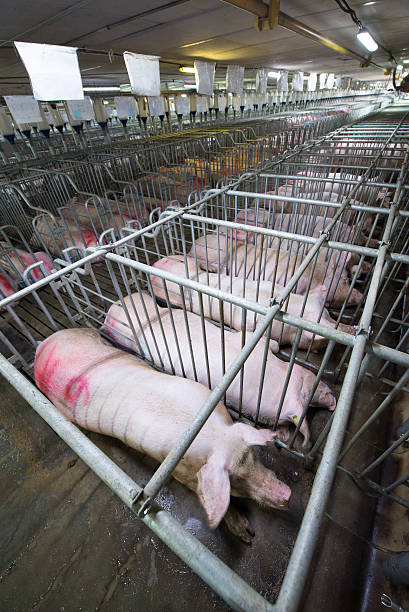 A sow is nursing her piglets in a modern farm setting. The scene shows the animals lying on a green slatted floor with metal railings and feeding equipment in the background, highlighting a clean and organized agricultural environment.