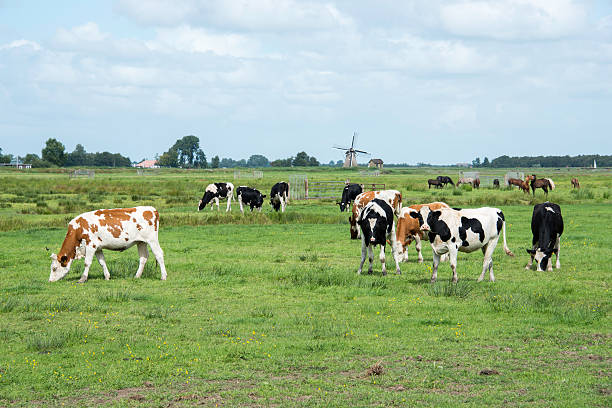 istock cows on green grass with dutch windmill 592648566