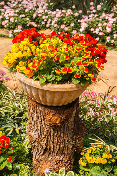 Blooming flowers calceolaria in pot in flower garden.