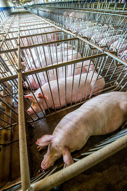 In a farmer farm feeds pigs for sale