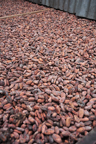 istock Cocoa beans. The first stage of processing, drying outdoors. 592649198