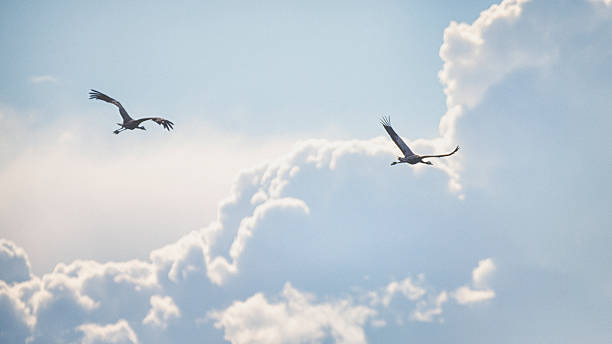 Group of cranescommon crane 