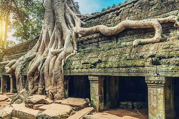 istock Old Tree, Ta Prohm Temple, Angkor Wat, Siem Reap, Cambodia 592649432