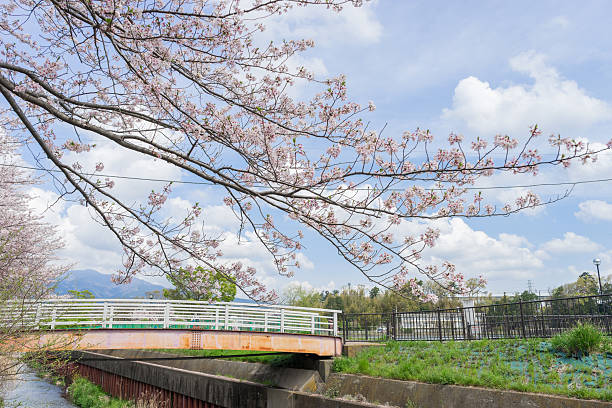 istock Cherry blossoms of Kadoike Park 592649546