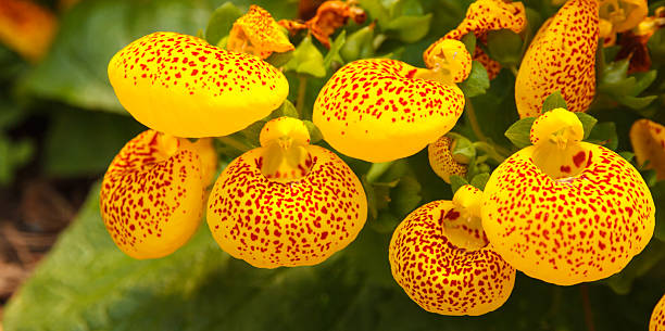 Pocket slipper flower. Pocket slipper, Calceolaria Flowers background. calceolaria stock pictures, royalty-free photos & images