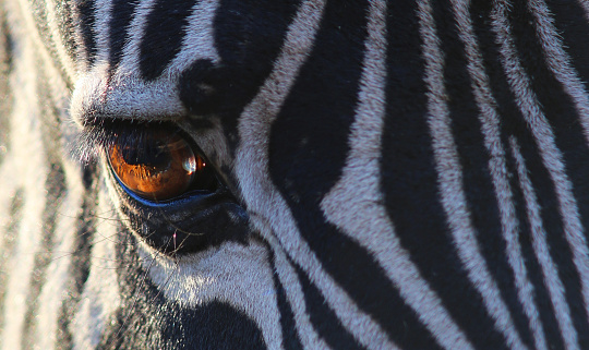 Close-up of a zebra detailing the eye and stripe pattern.
