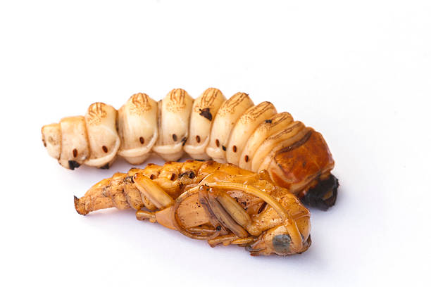 larva de besouro de chifre longo. - long horn - fotografias e filmes do acervo