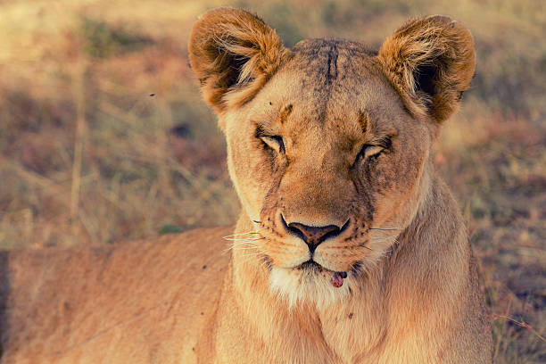 istock Lioness in Masai Mara 592651982