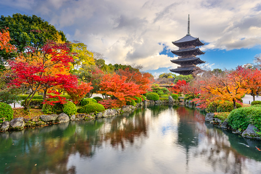 Kyoto, Japan - December 1, 2012: Toji Pagoda during the fall season. The pagoda is the tallest in the country.