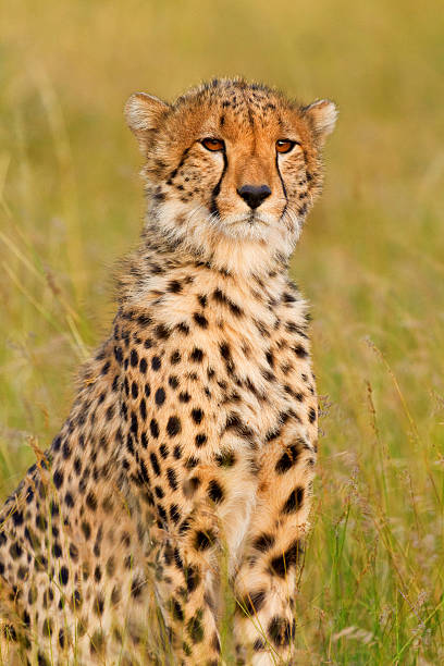 istock Male cheetah in Masai Mara 592652146