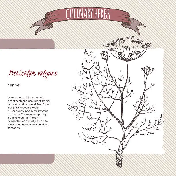 Vector illustration of Foeniculum vulgare aka fennel vector hand drawn sketch.