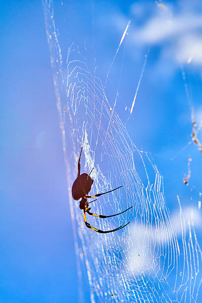 istock Nephila inaurata - Reunion Island 592652586