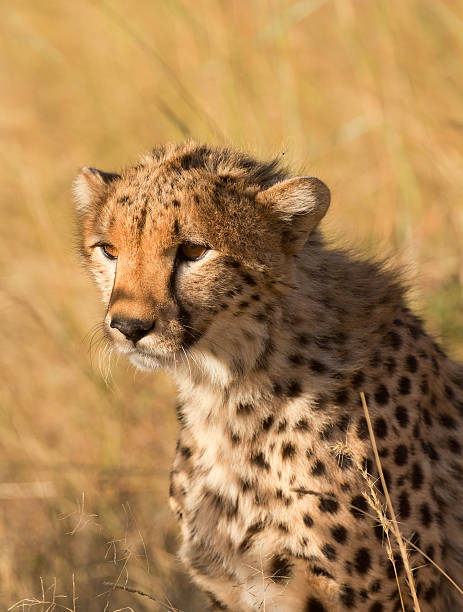 istock Male cheetah in Masai Mara 592652716