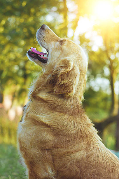 istock beautiful golden retriever in the sun 592652864