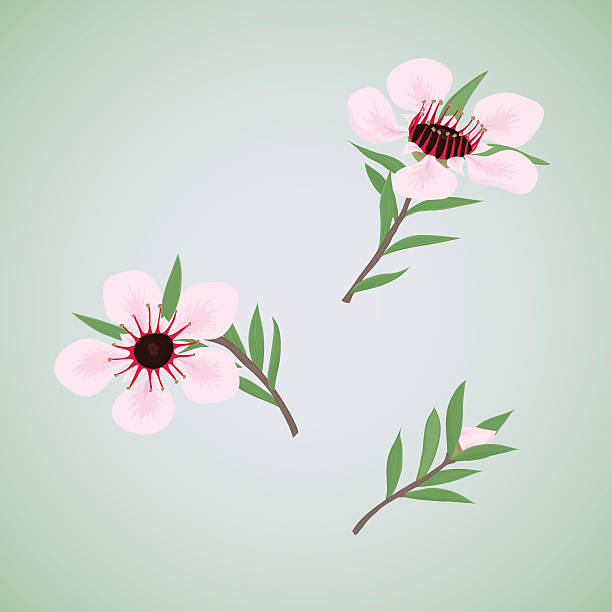 Set Of Flowers Manuka Stock Illustration - Download Image Now -  Leptospermum Scoparium, Beauty, Beauty In Nature - iStock