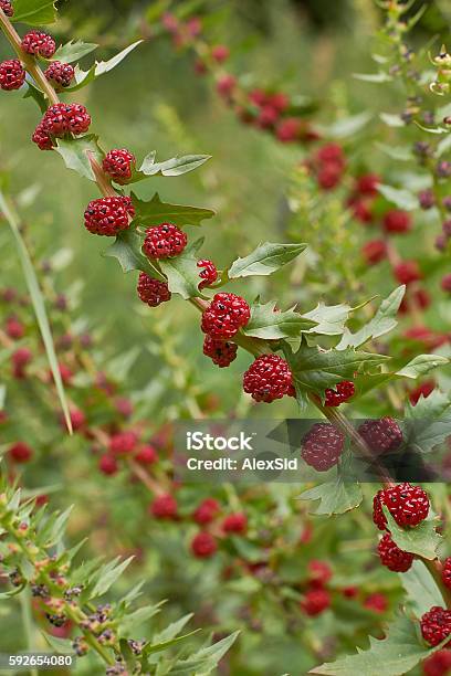 Atriplex Patula With Red Fruits Stock Photo - Download Image Now - Food, Leaf, Nature