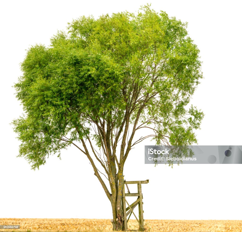 Crack willow or Salix fragilis along field isolated on white. Crack willow or Salix fragilis on harvested field isolated on white. A wooden outlook stands exposed beside the tree. Cut Out Stock Photo