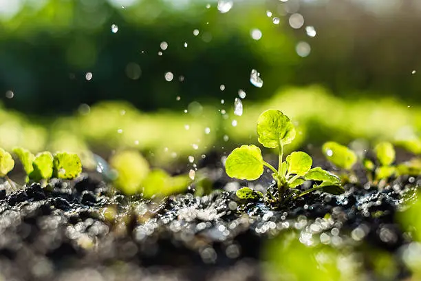 Photo of Plant sprouts in the field and farmer  is watering it