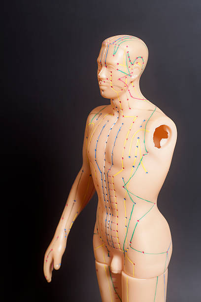 istock Medical acupuncture model of human 592655524