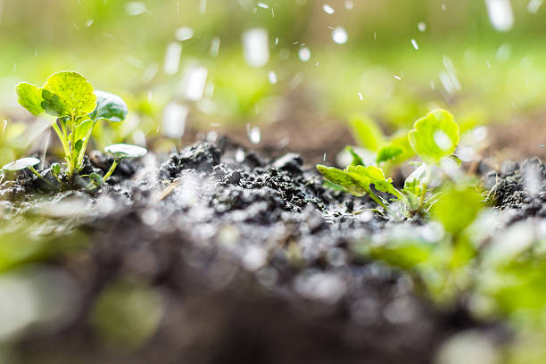 istock Plant sprouts in the field and farmer  is watering it 592655562