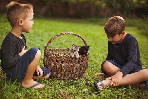 Two young boys playing with his foster kittens in the field