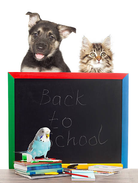 istock pets and Accessories from school on a white background isolated 592656046