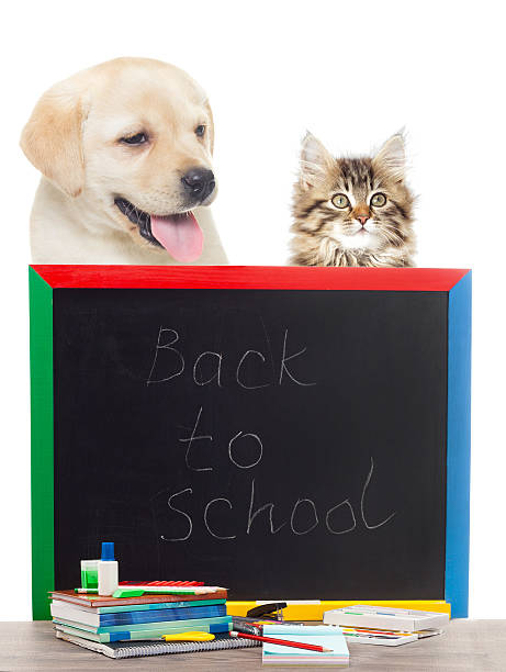 istock Accessories from school on a white background isolated 592656418