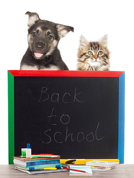 istock pets and Accessories from school on a white background isolated 592656540