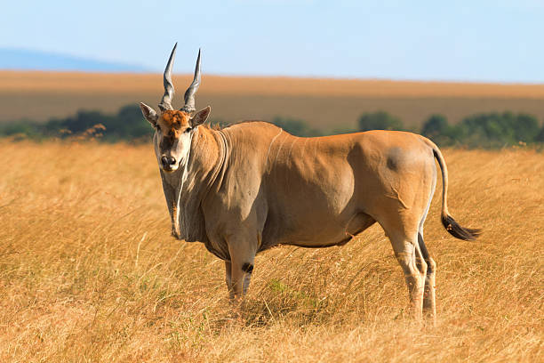 eland antelope, de masai mara - eland fotografías e imágenes de stock