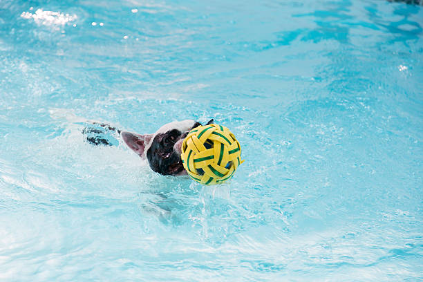 istock French Bull dog swimming in pool 592657768
