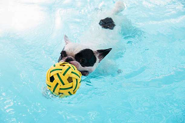 istock French Bull dog swimming in pool 592657786