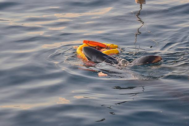 blue shark attacks a float - maryland fishing atlantic ocean sea imagens e fotografias de stock