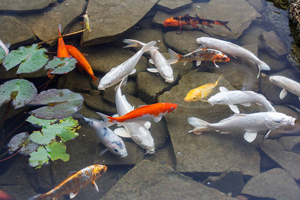 Lily, gold fish in a man made pond. stock photo