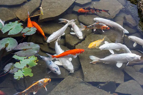 Photo of Lily, gold fish in a man made pond.