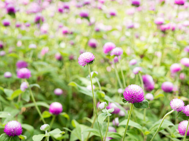 istock Beautiful globe amaranth Flower in garden 592659096