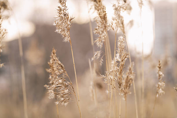istock dry wild grass on meadow in early spring 592659756